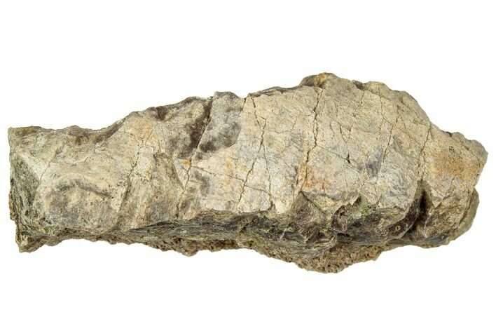 Dinosaur (Triceratops) Frill Shield Section - Montana #330181